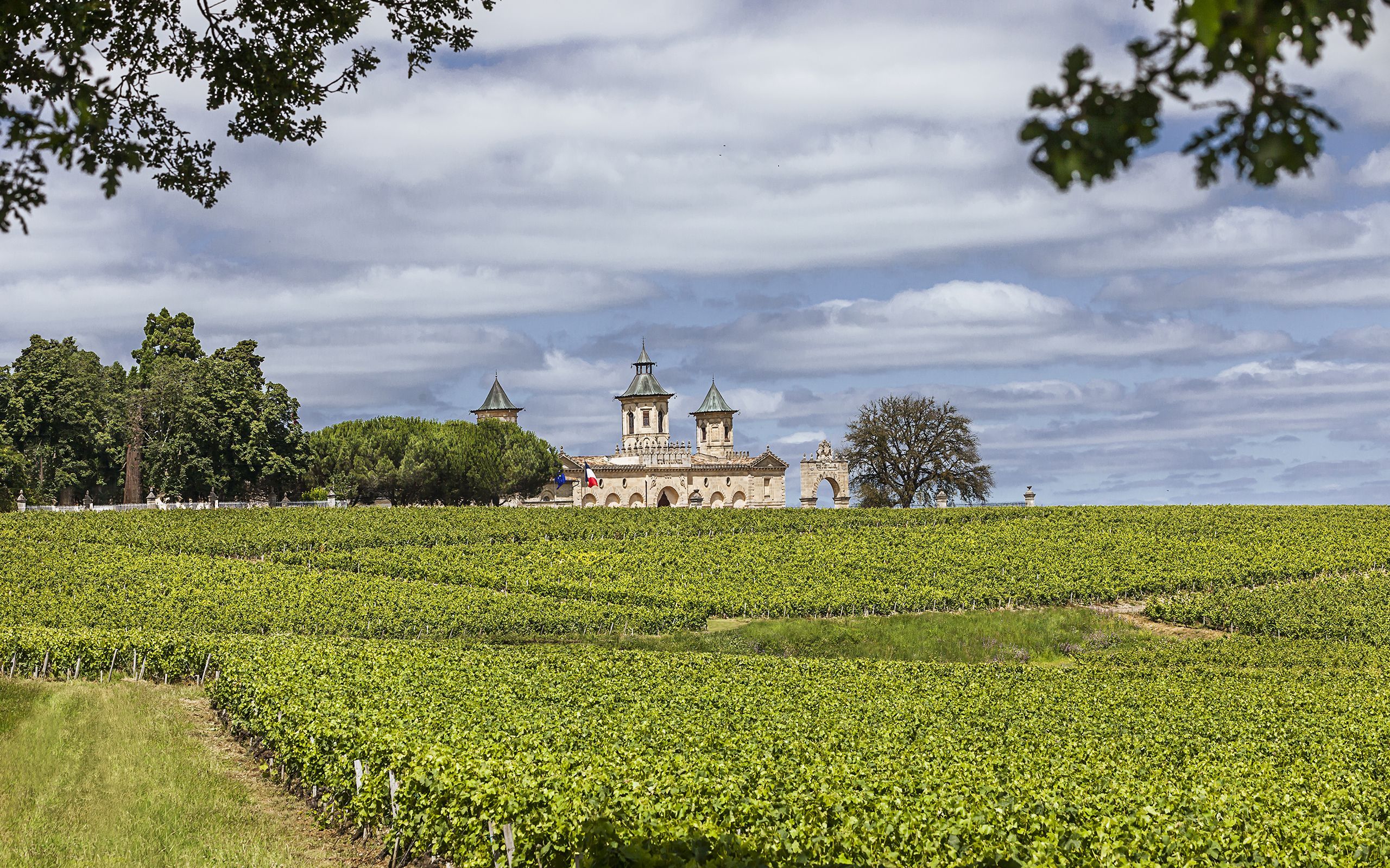 Cos d'Estournel - Vignobles (2).jpg