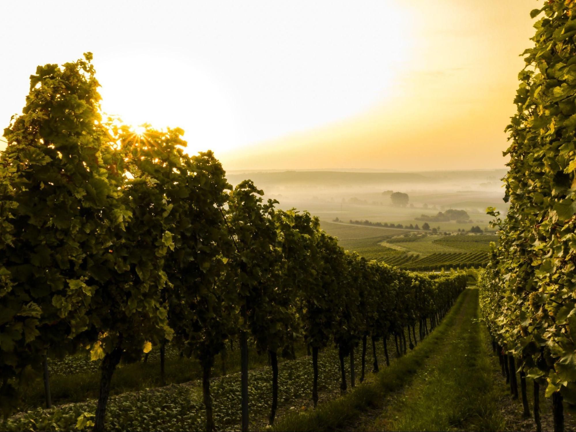 Sweeping view of a Piedmont vineyard, where the Nebbiolo grapes are bathed in sunlight, highlighting the region’s unique terroir.