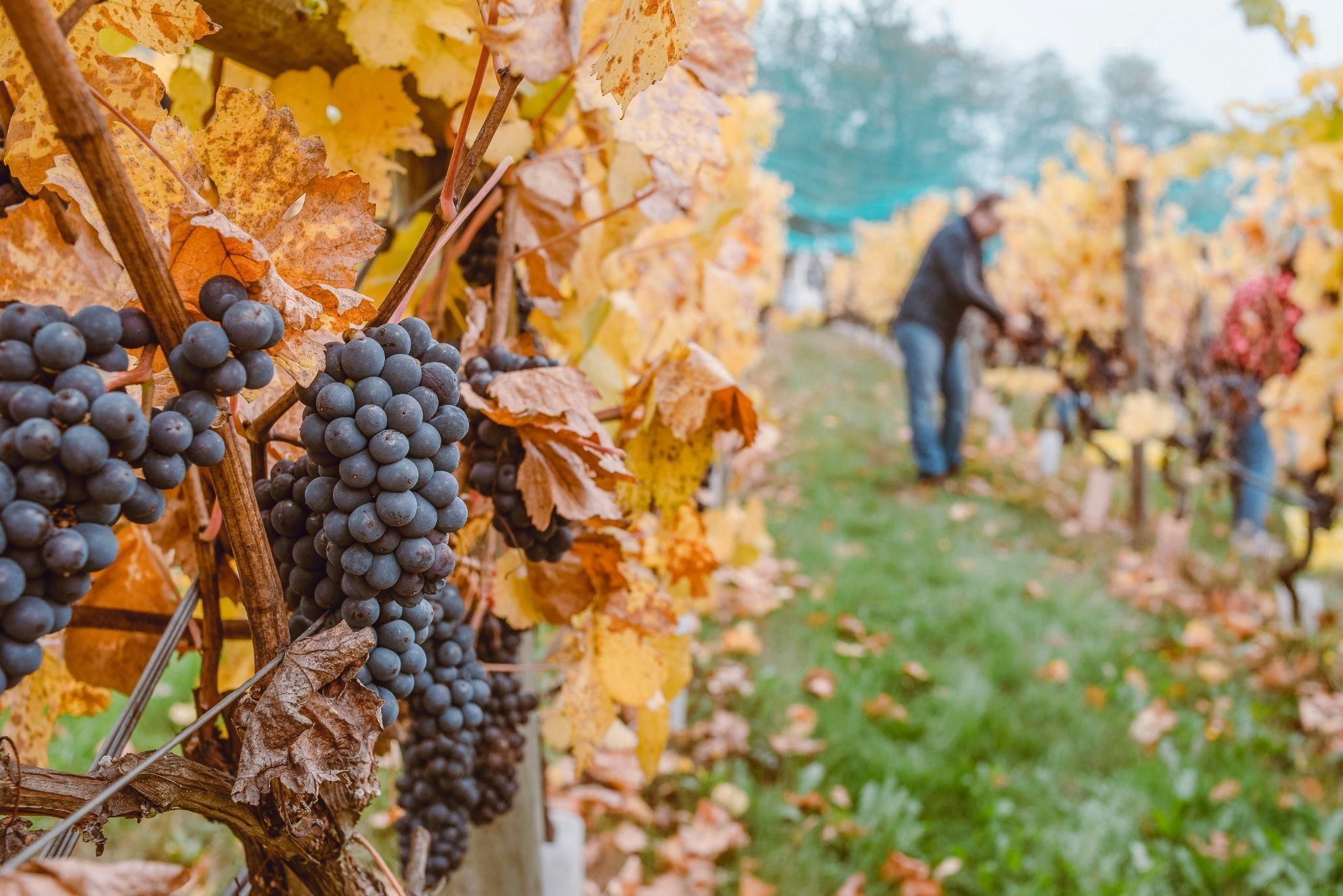 Close-up of a cluster of red grapes still on the vine with a man inspecting the vineyard in the blurry distance