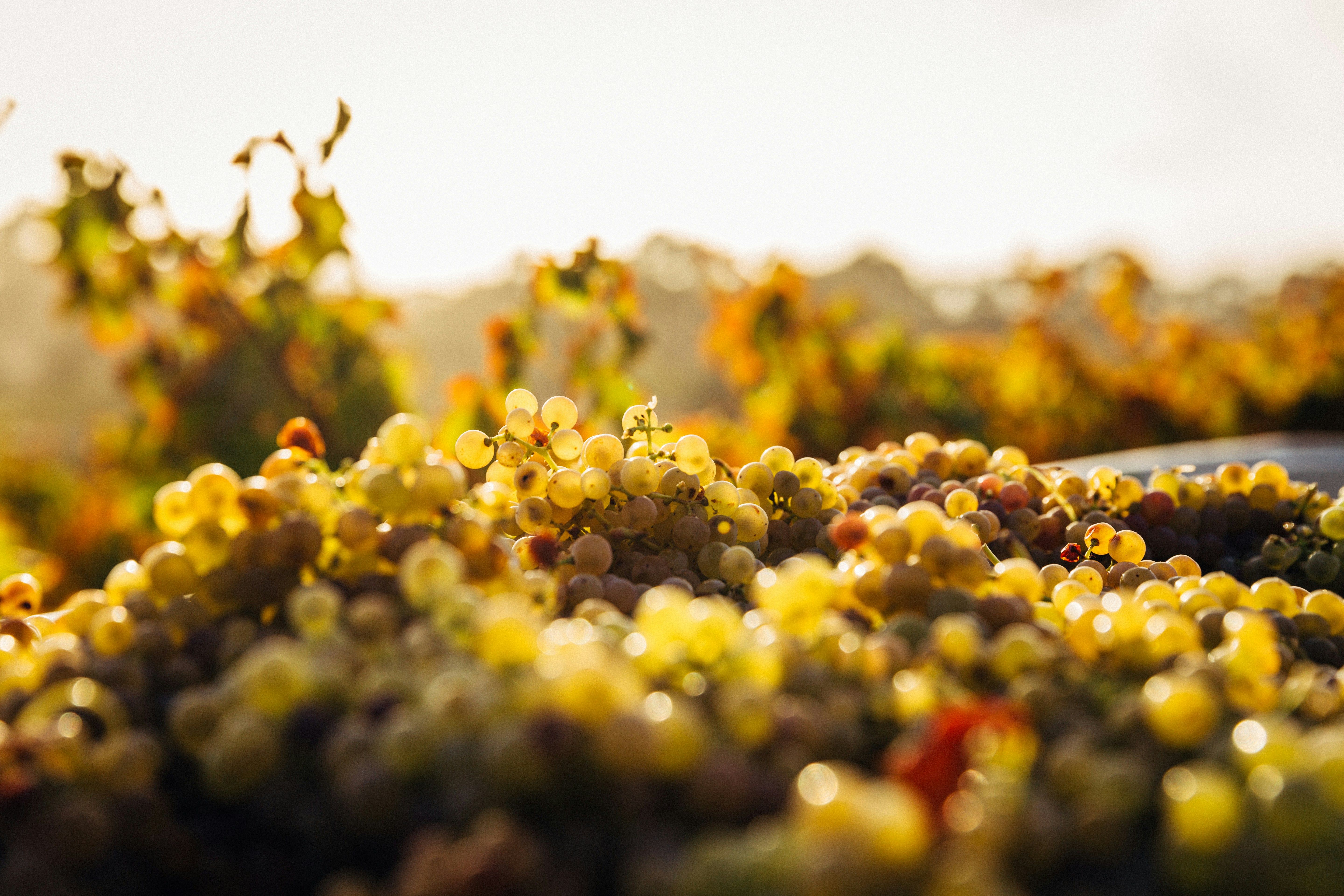 grapes close-up in the sun