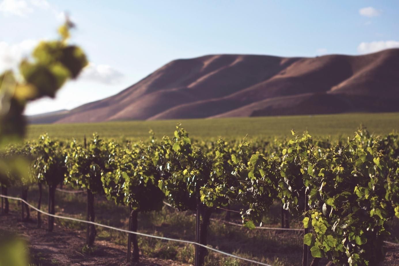 A lush and vibrant grape yard basking in sunlight, highlighting the beginning of the wine-making journey from vine to bottle