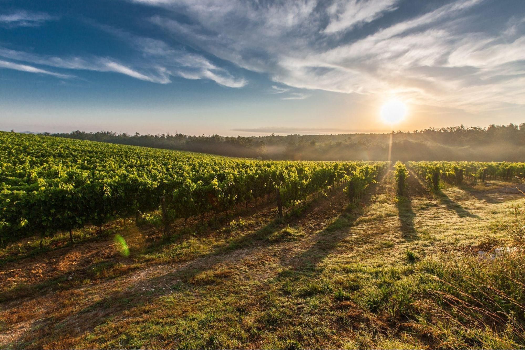 Lush grape field bathed in sunlight, showcasing the serene ambiance of vineyards.