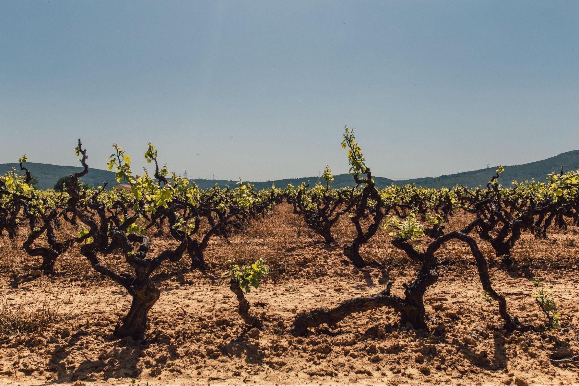 Expansive grape field under a clear sky, a testament to nature's bounty