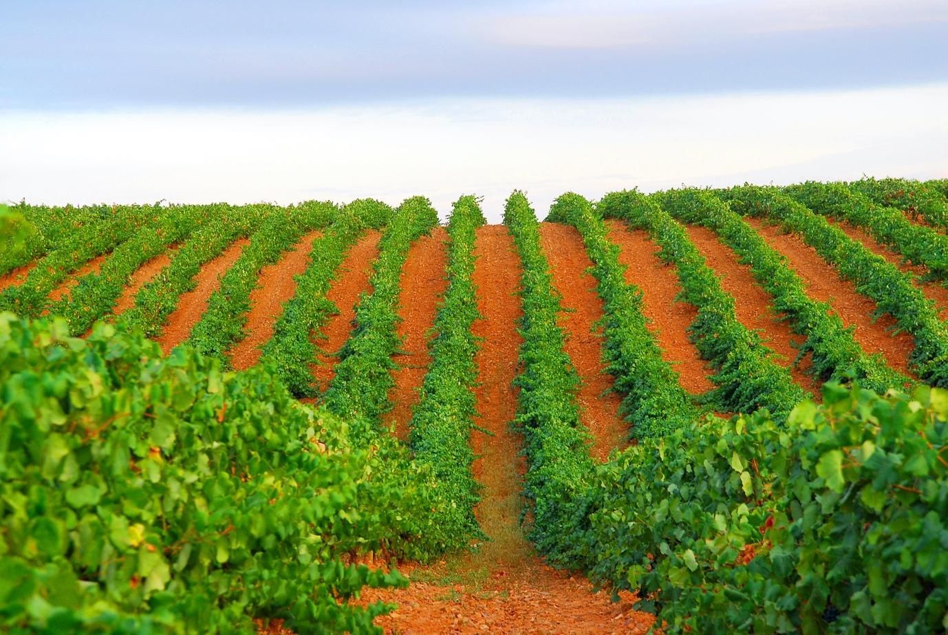 Tartessian vineyards depicting the ancient wine trade that established wine as a currency in the Iberian Peninsula